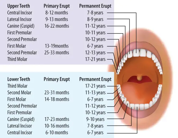 chart of primary teeth in children | pediatric dentistry in Cheyenne, WY